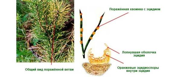 Фото с сайта agrarii.com