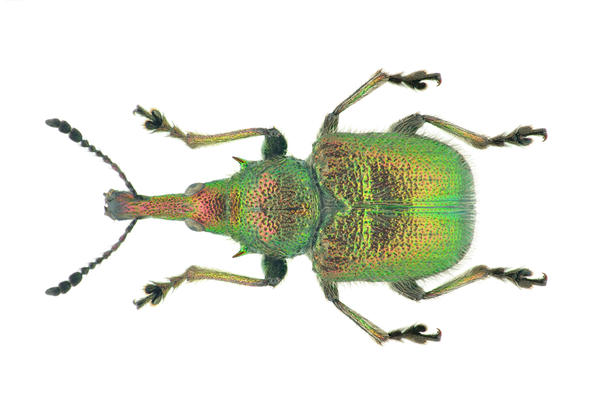 Окрас у вишневого долгоносика золотисто-зеленый, играющий малиновым оттенком на солнце