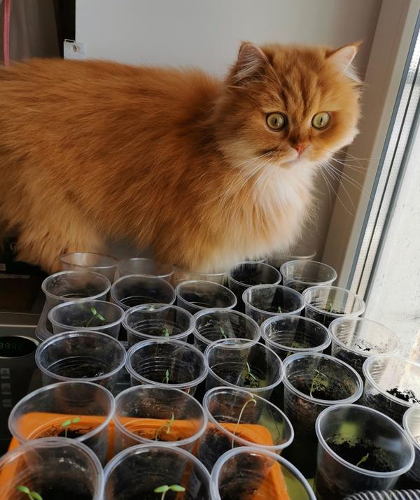 Зачем ты столько насажала??? Фото Татьяны Кагарлицкой