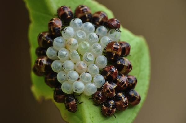 Только что вылупившиеся нимфы коричнево-мраморного клопа