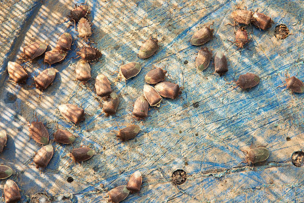 С наступлением холодов коричнево-мраморные клопы устремляются в жилые дома