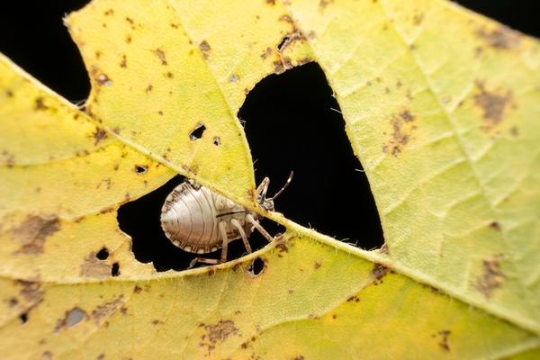 Коричнево-мраморные клопы питаются практически любыми растениями