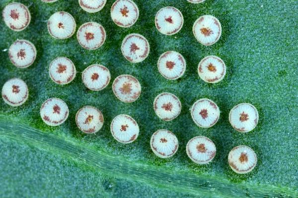 Яйца капустной совки