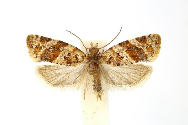 Гроздевая листовертка