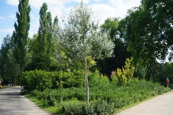 На загородном участке или вблизи него можно посадить красивый тополь, который не будет распространять пух