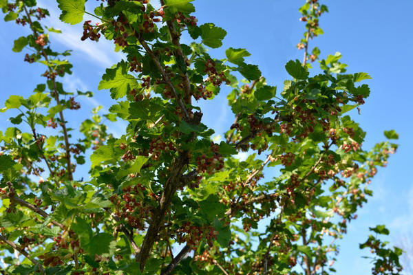 Цветёт йошта