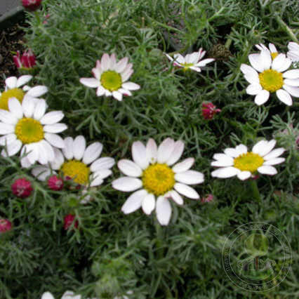 фото с сайта podvorje.ru