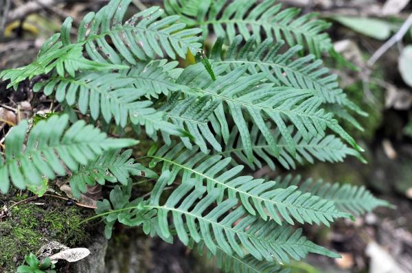 Многоножка обыкновенная (Polypodium vulgare)