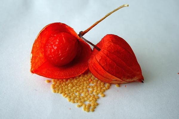 Семена физалиса. Фото Виктора Хромова