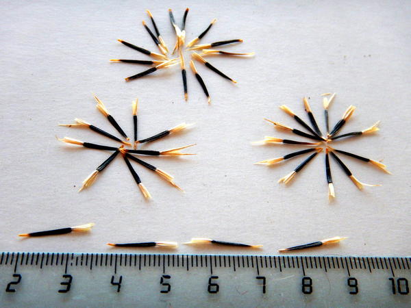 Семена бархатцев. Фото Светланы (svetlanarus)