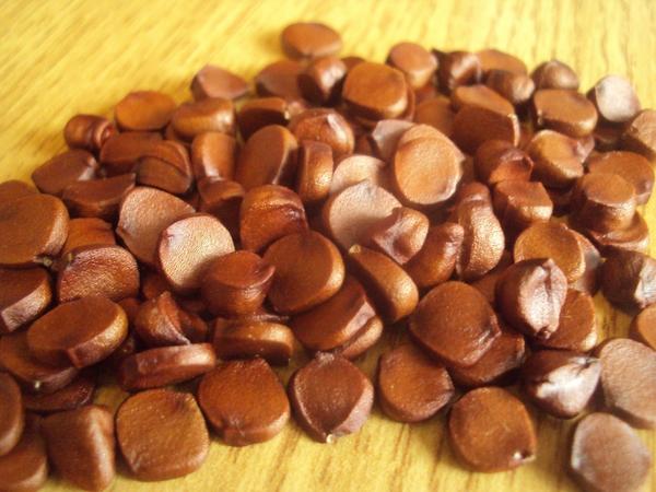 Семена болотного жёлтого ириса. Фото Игоря К (IgorKS)