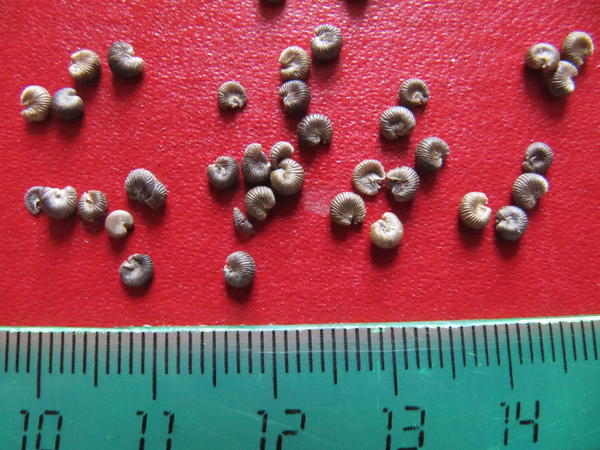 Семена лаватеры. Фото Татьяны (Tatka-Veta)