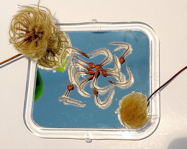 Семена клематиса. Фото Софии (viksof)