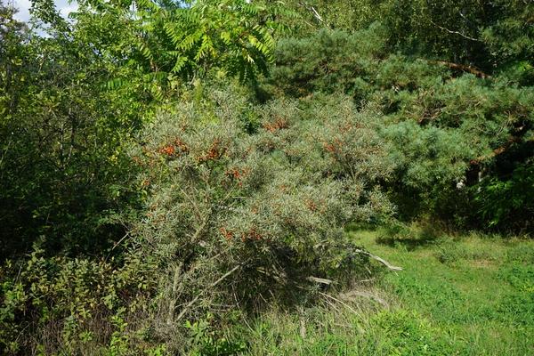 Посадки облепихи могут стать непролазной чащей