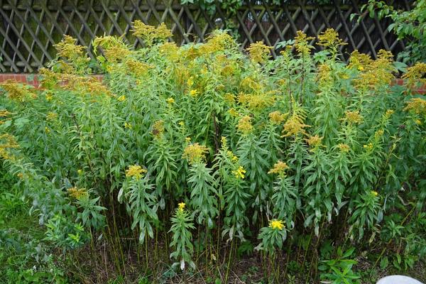 Золотарник канадский быстро выходит из-под контроля