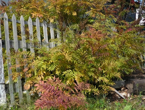 Рябинник рябинолистный, если ему позволить, захватит всю доступную территорию