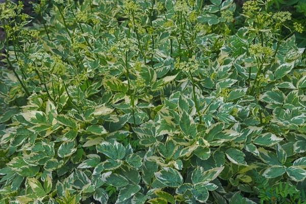 Декоративные виды сныти так же активно разрастаются, как и дикие