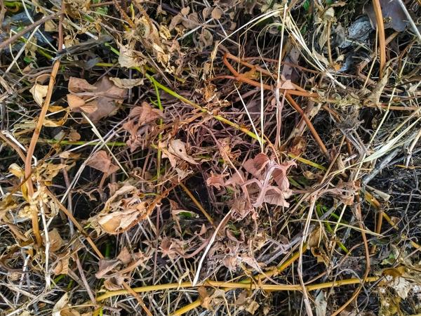 Погибшие после обработки гербицидом растения все равно нужно убрать или перекопать