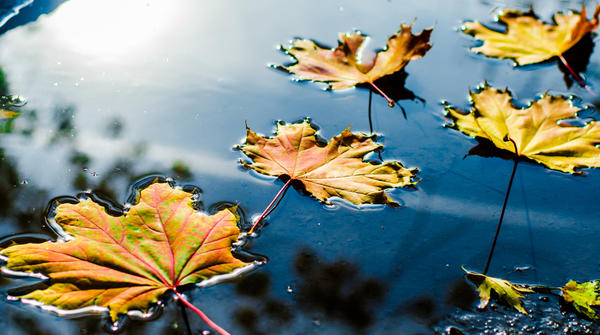 В опадающих листьях...