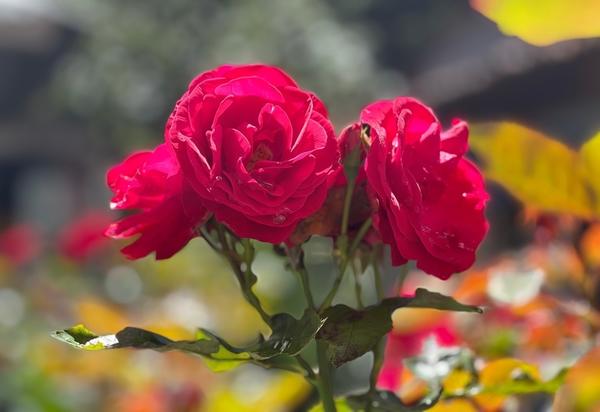 В продолжающих цвести летних цветах...