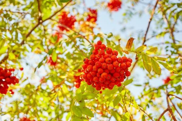 В сочных красках овощей, фруктов и ягод...