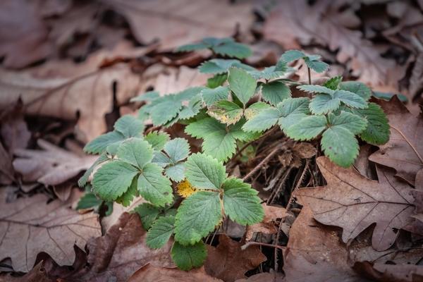 Дубовые листья хороши в качестве мульчи
