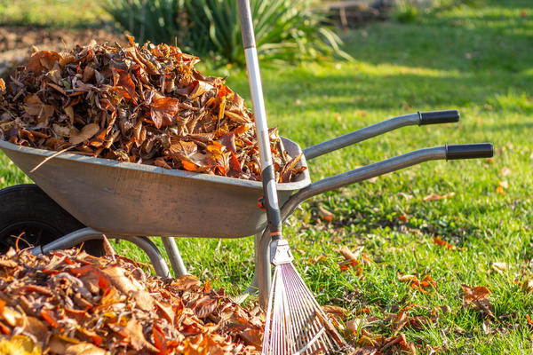С газона опавшую листву нужно тщательно убрать - в этом вопросе двух мнений быть не может