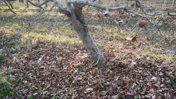 Многие садоводы в любом случае оставляют листья в саду, но верно ли это?