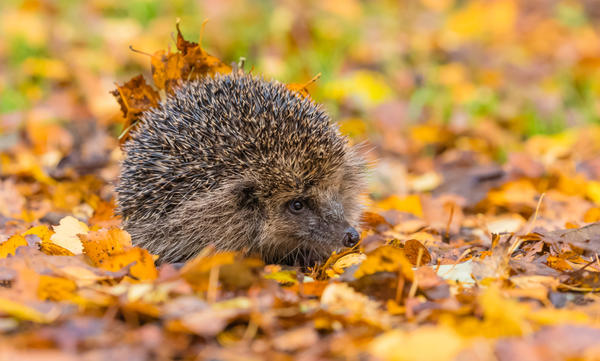 Предложите ежу уютное место для зимовки - он будет вам благодарен