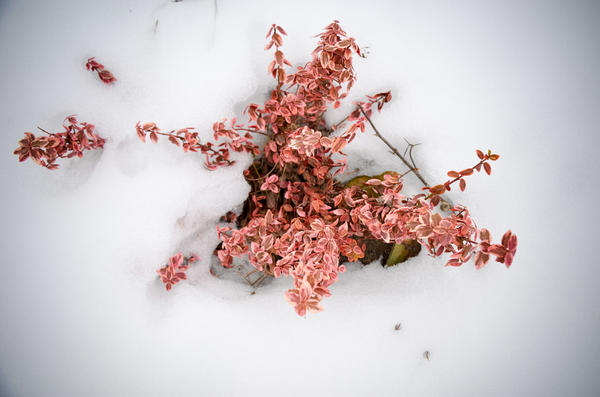 Бересклет Форчуна довольно зимостоек, но к пестролистным сортам нужно проявлять больше внимания. Хорошо, если растение будет полностью засыпано снегом