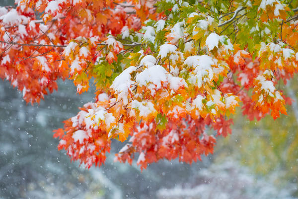 Первый снег