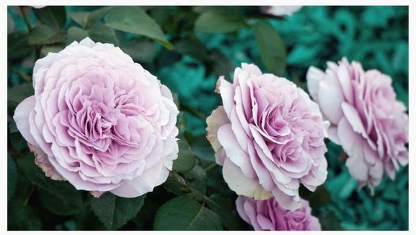 Фото с сайта brigadaroz.ru