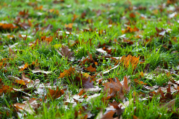 Листьям на газоне делать нечего!