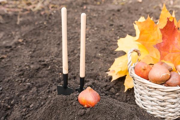 Осенние посадки