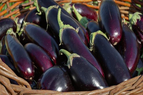 Урожай баклажанов был хороший