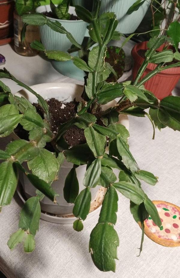 Мой декабрист