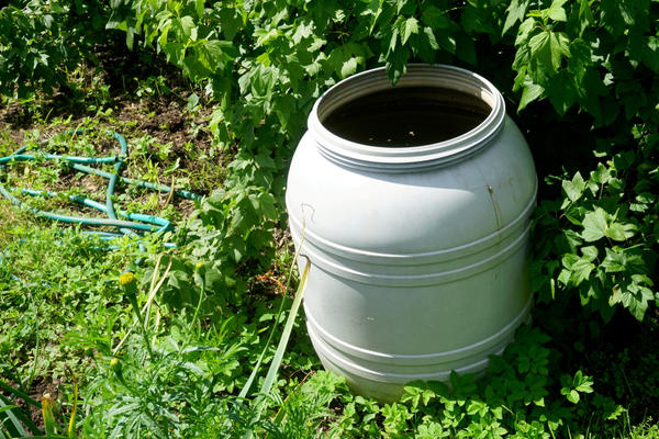 Первая подкормка - органическая, на основе птичьего помета