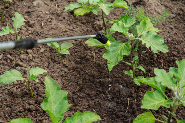 Вторую подкормку провожу сначала опрыскиванием по листу