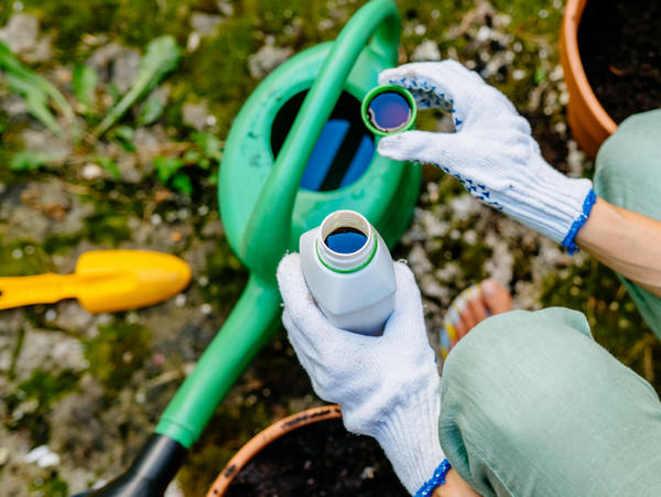 Одновременно с опрыскиванием вношу подкормку под корень