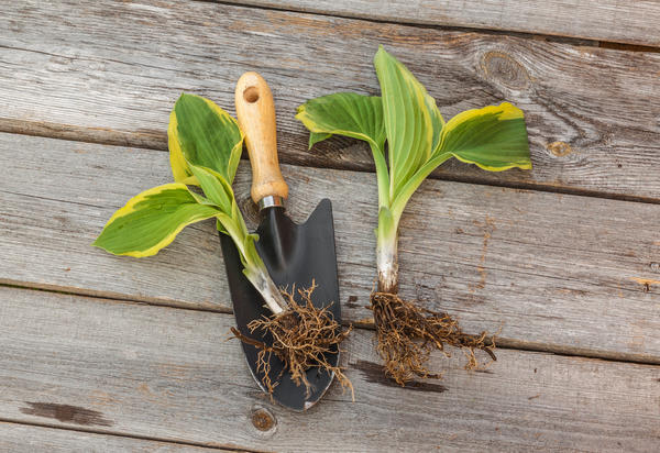 Рассада хосты