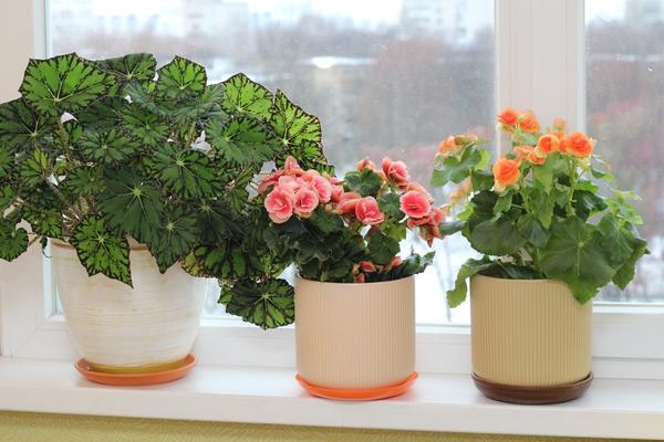 Begoniaceae Elatior и декоративнолистная королевская бегония (Begoniaceae Rex)