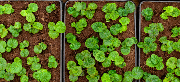 Рассада бегонии