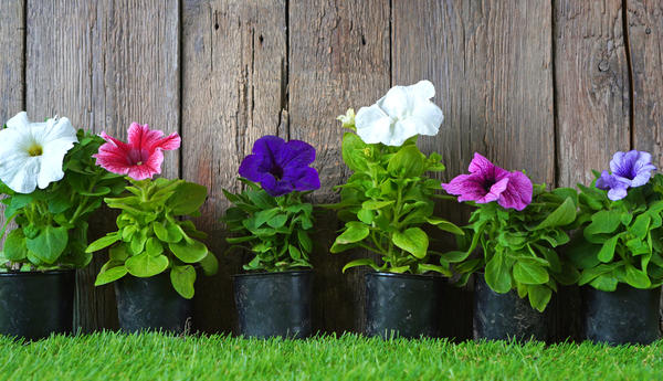 Петунии рассада