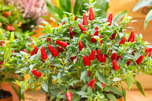 Перец острый