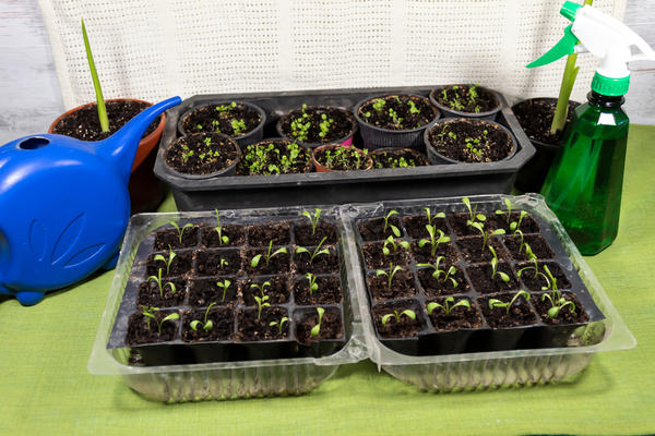 Газании - рассада