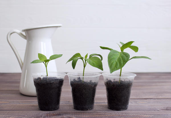 Перец сладкий