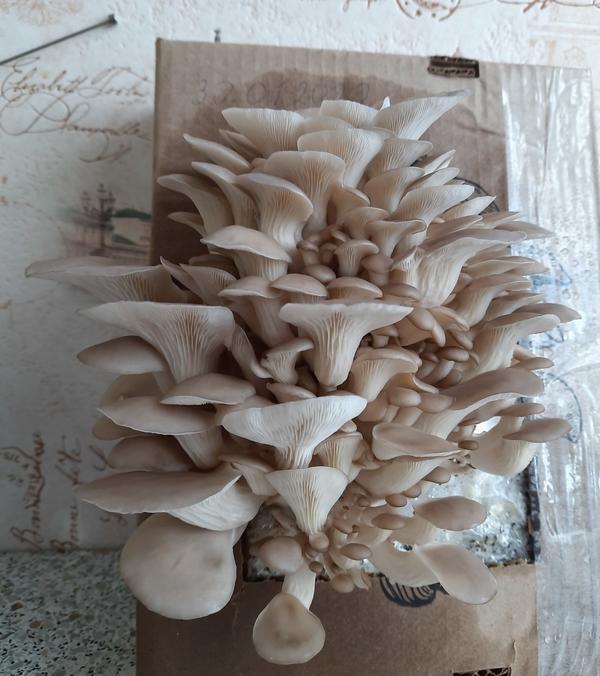 Вешенки, выращенные Андреем К (xumuk032)