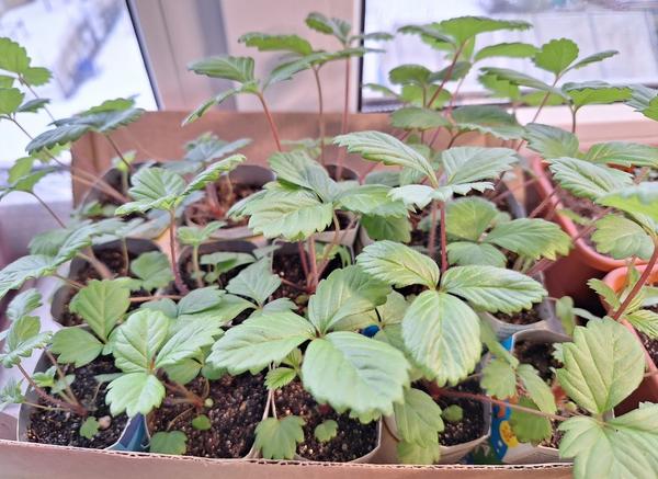 Рассада земляники Галины Ермаковой (ermakova765)