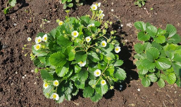 Земляника Алексея (Alexbuzz) в июле