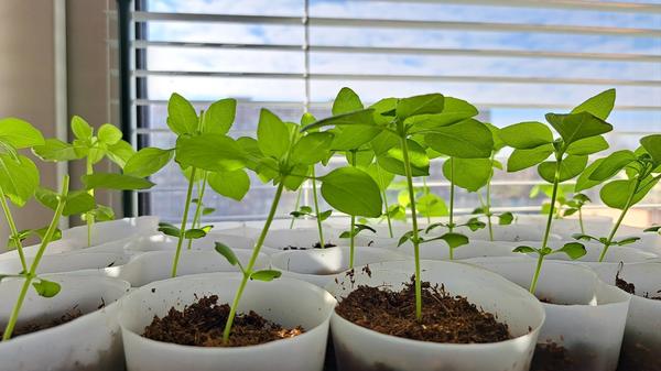 Лимонный базилик Татьяны (Tanyusik),